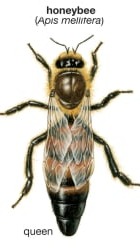 Queen Honey Bee